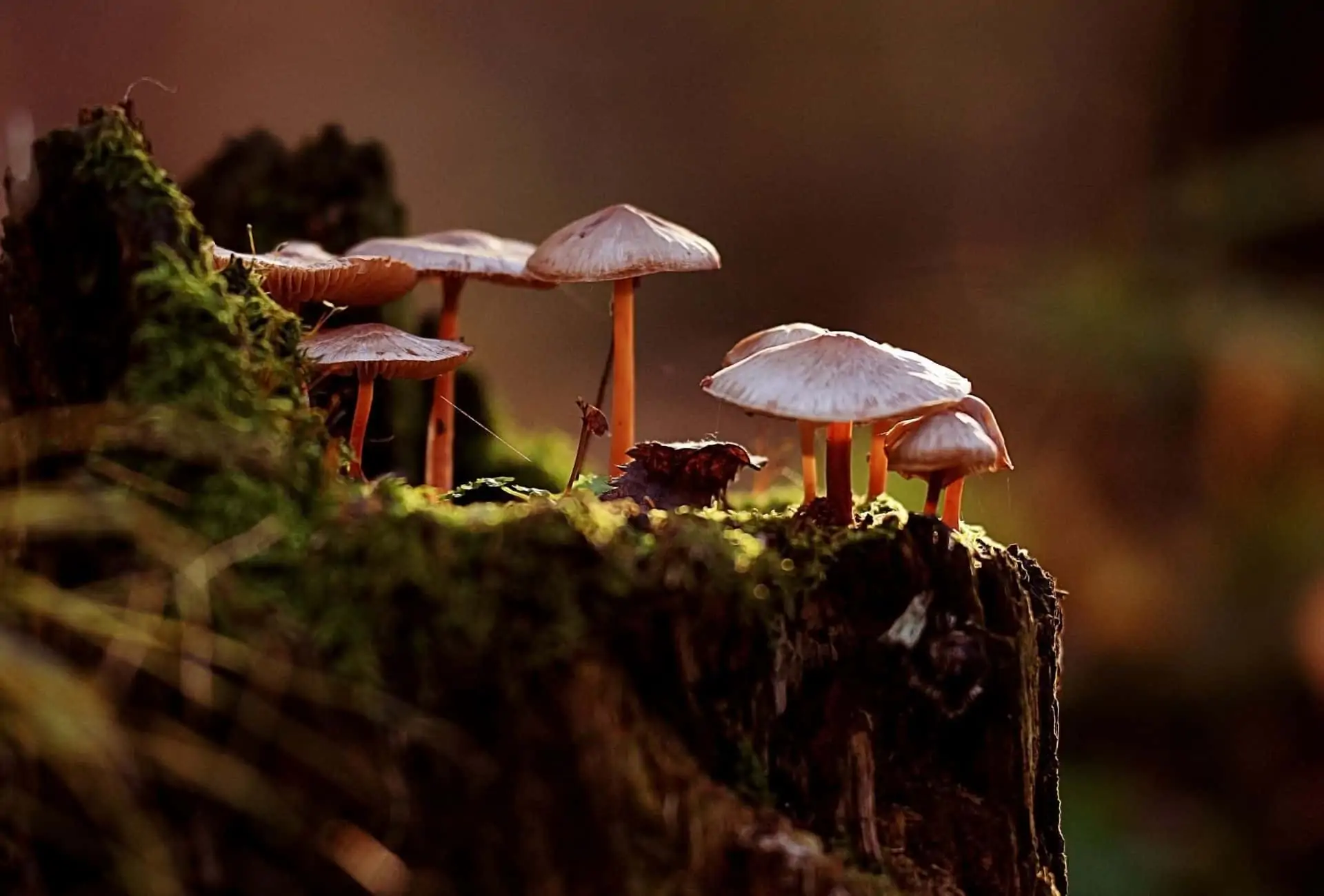 Mushrooms in a dark forest.