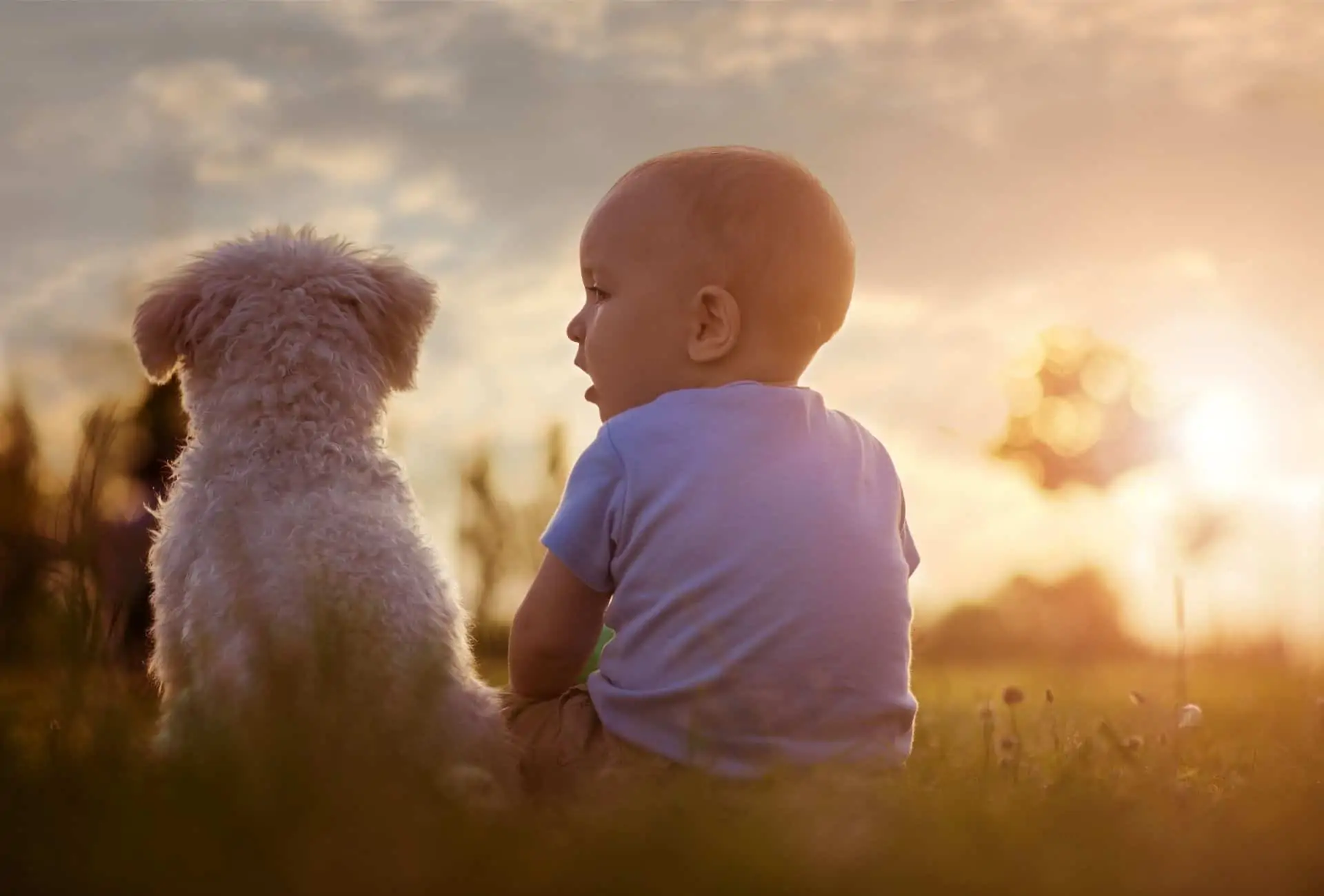 Boy sitting in a field beside a dog.