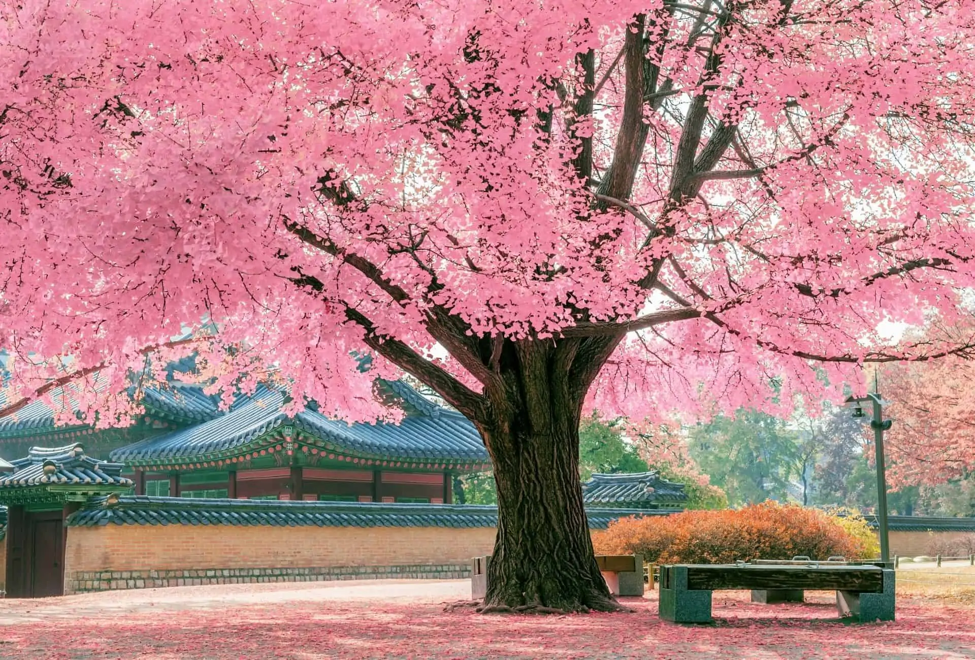 Pink cherry blossom tree in Japan.