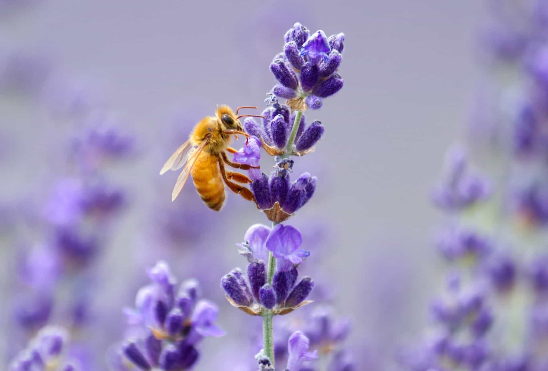 Honeybee on lavender.