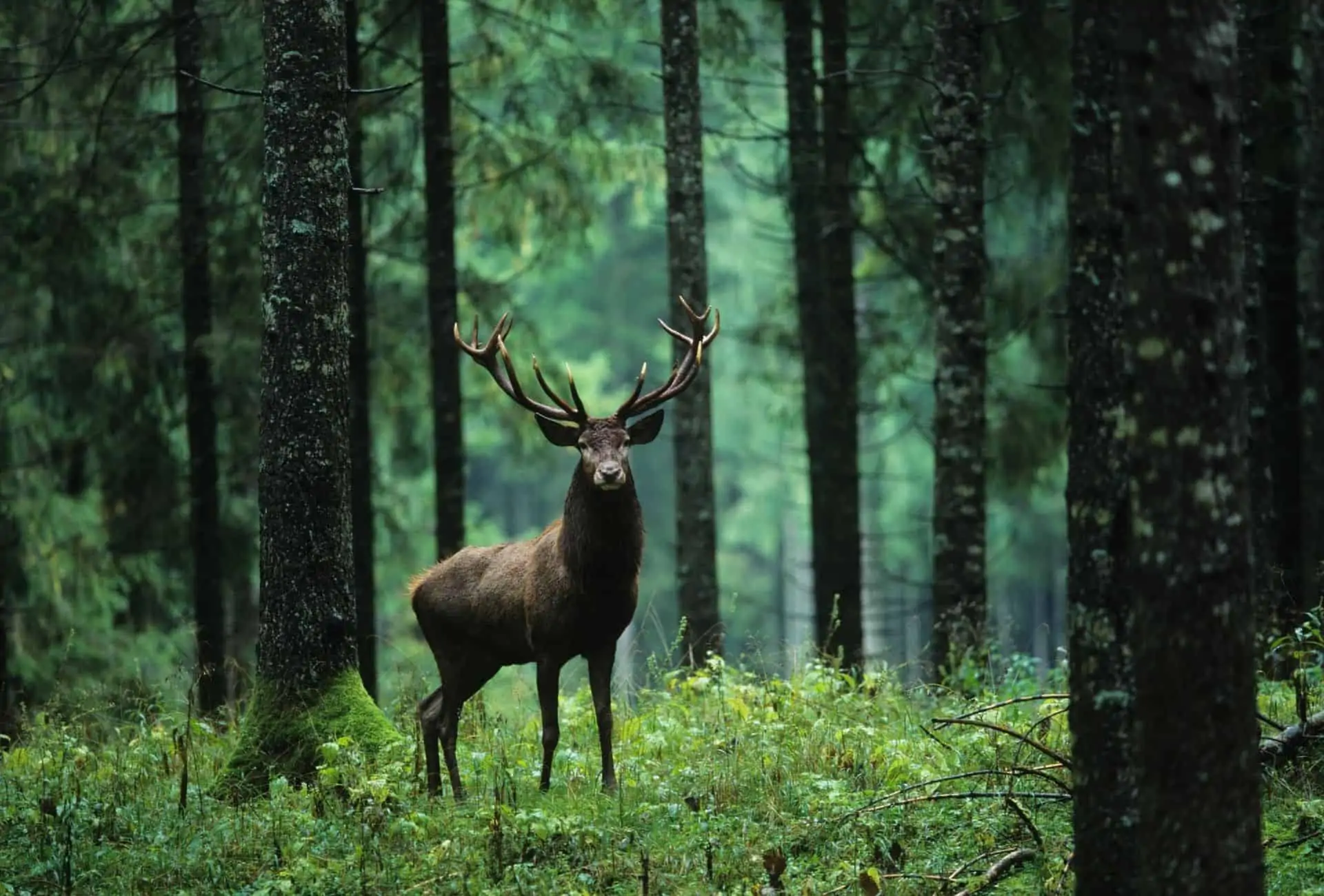Deer in a green forest.