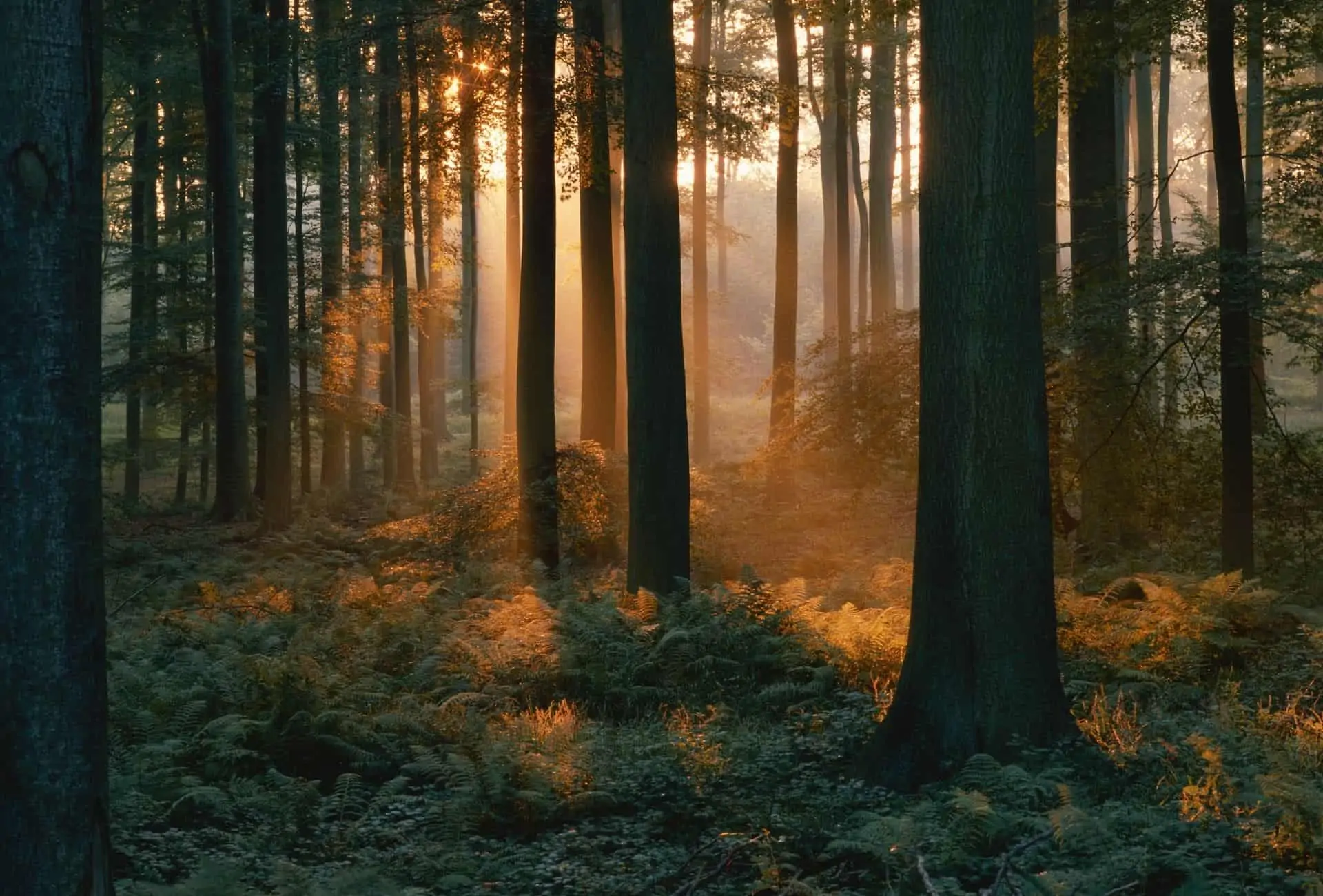 Forest at dust with sun peaking through the trees.