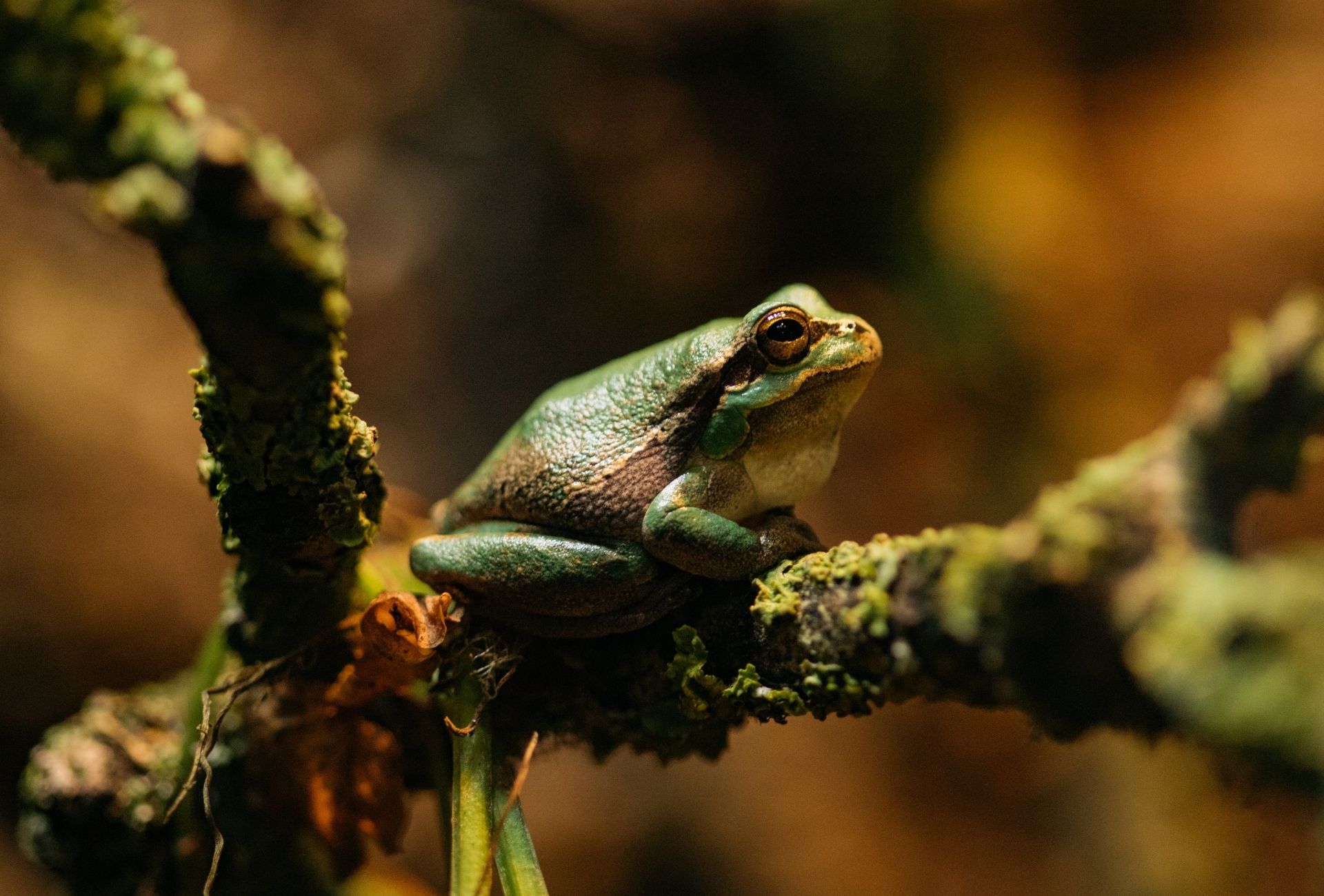 Frog sitting on mossy branch in forest