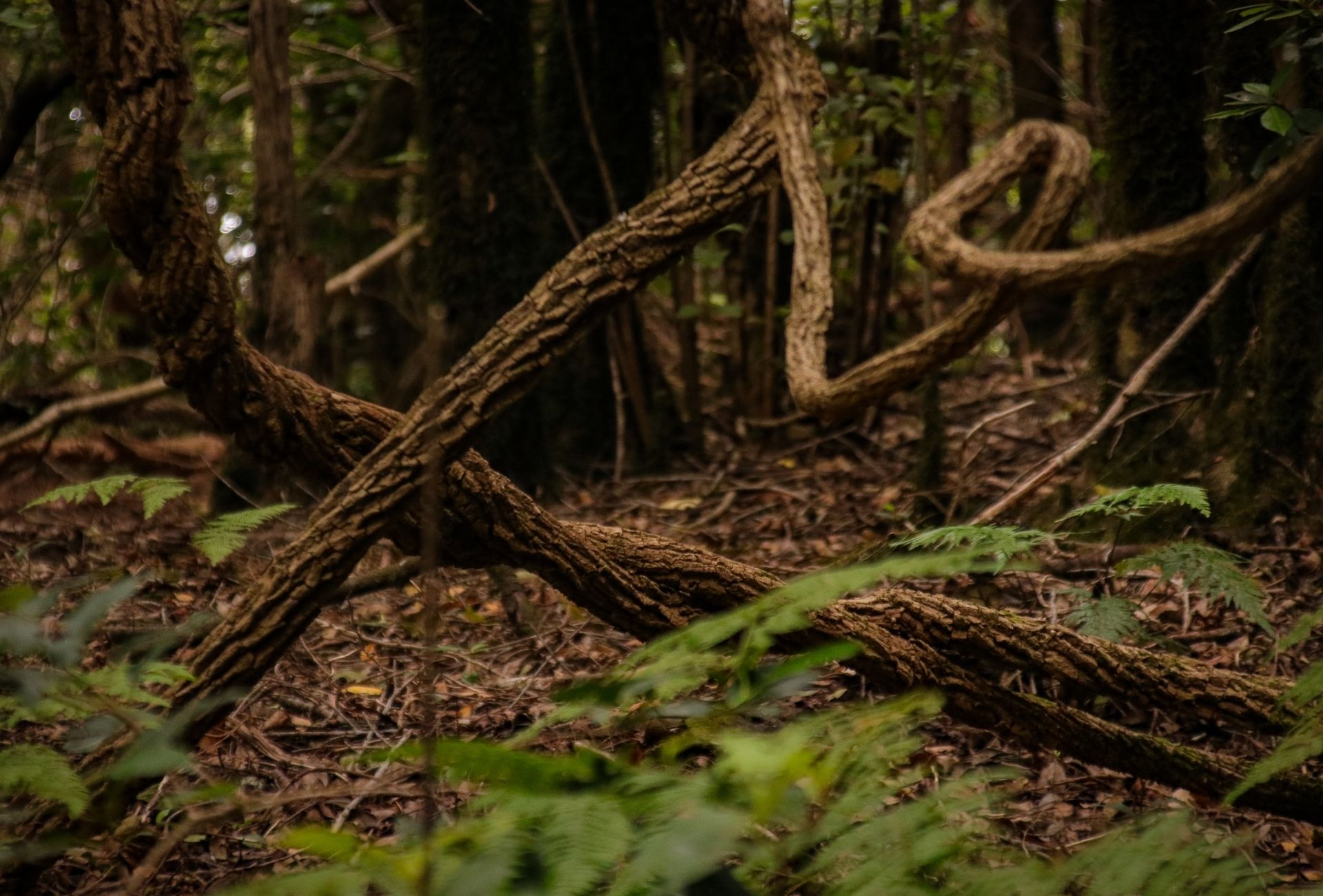 Mossy forest with curved branches