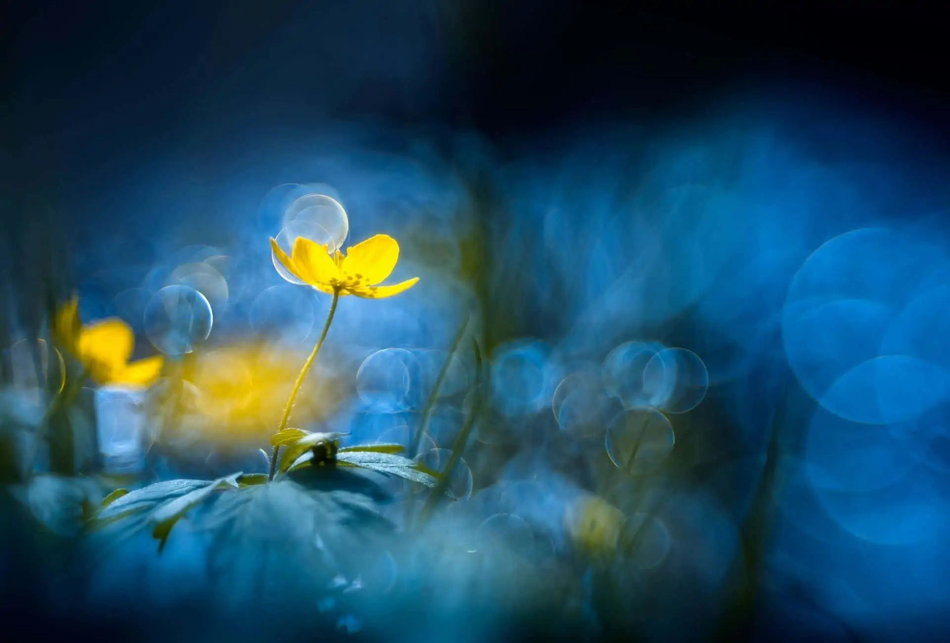 Yellow flower in front of blue background.