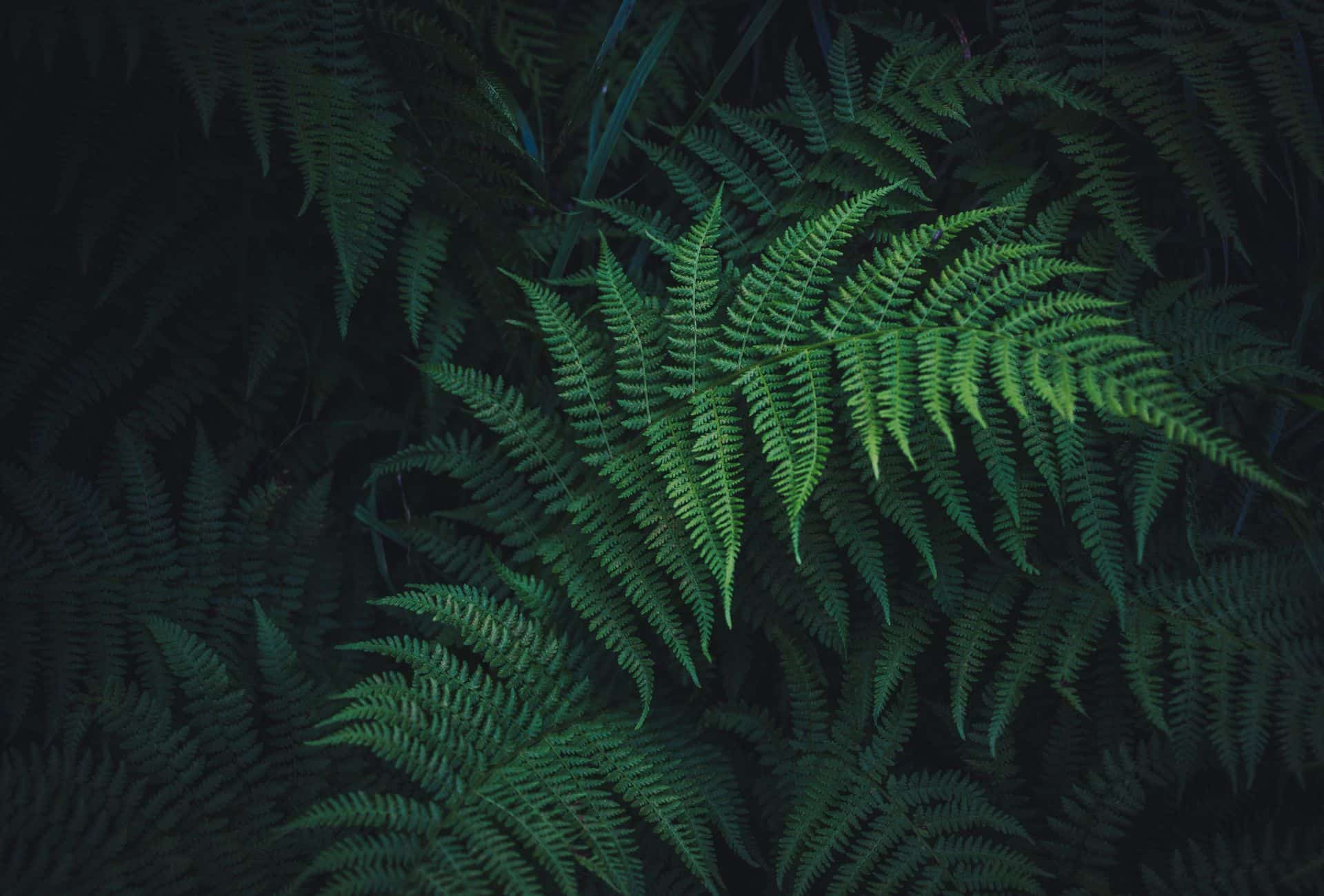 Green, lushes ferns in a forest.