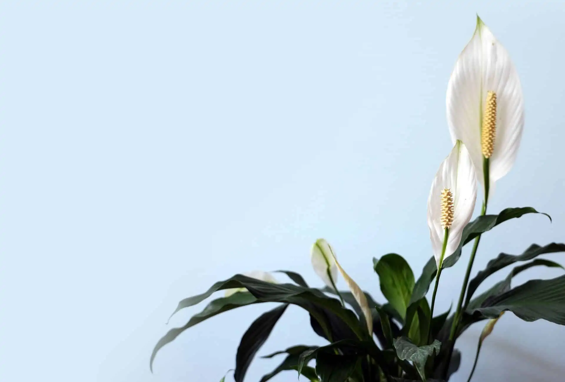Peace Lily in front of blue background.
