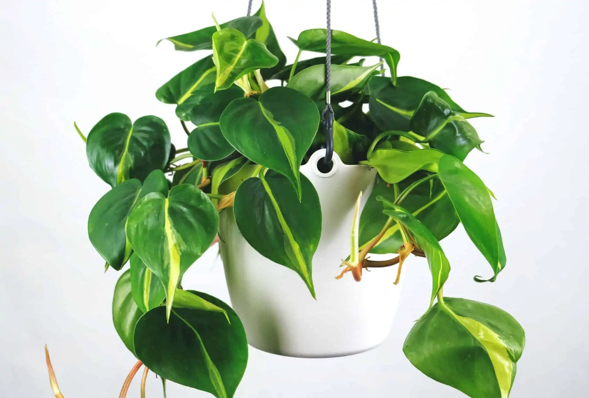 Philodendron scandens in a white pot.