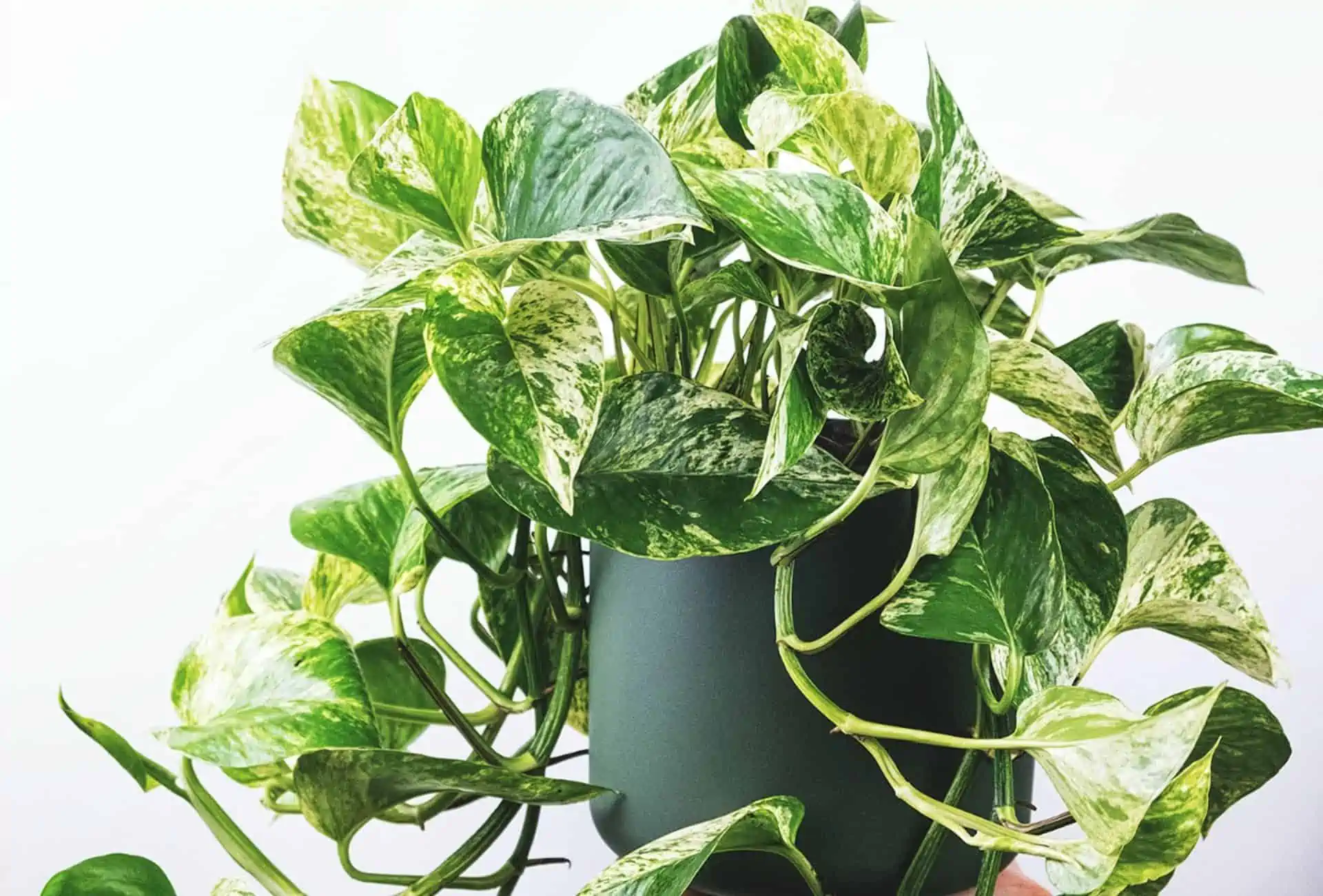 Pothos plant in a green pot.