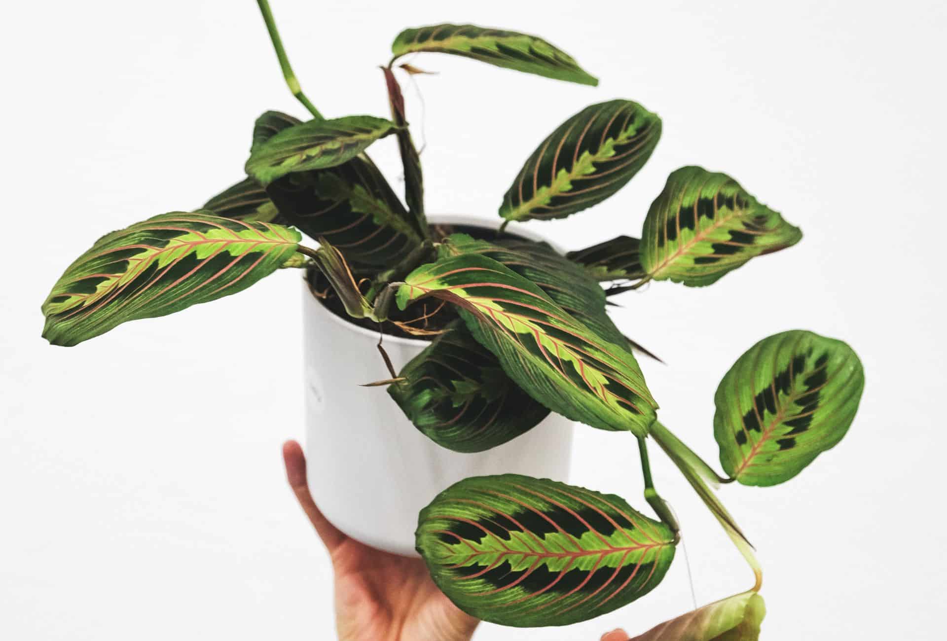 Prayer plant in white pot.