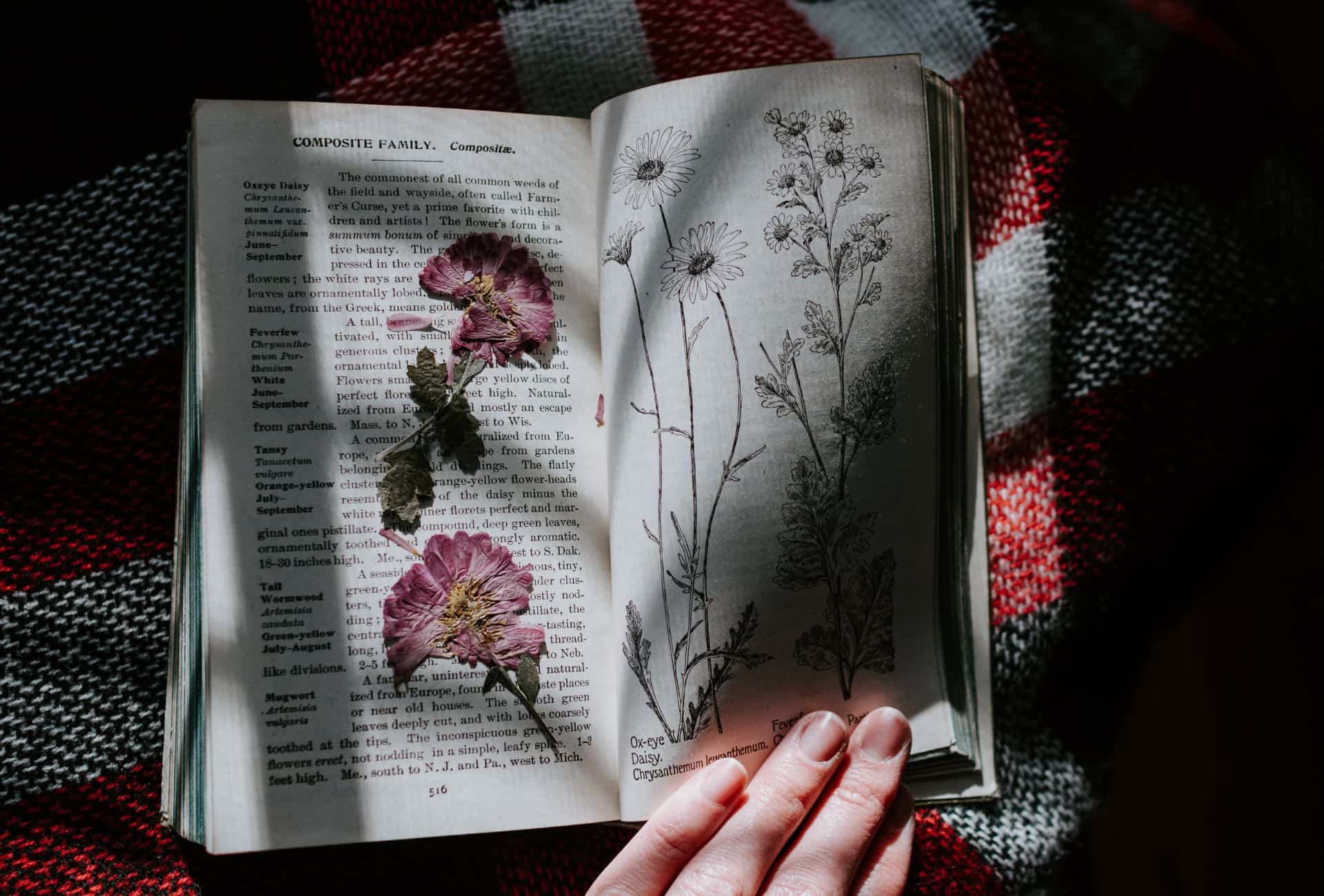 Pressed flowers in between book pages.